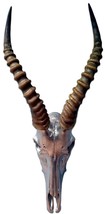 Deer Skull Silver Spray Painted African Blesbok Antelope Horns/Antelope ... - $118.21