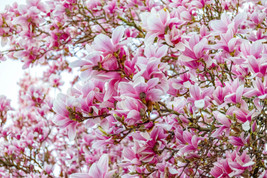 5 seeds Saucer Magnolia Heirloom Seeds Instant Garden Quick Setup - £8.86 GBP