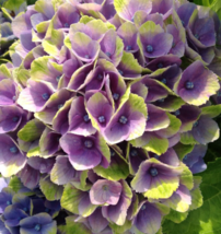 5 Pc Seeds Ever Last Purple Hydrangea Flower, Hydrangea Seeds for Planting | RK - £14.87 GBP