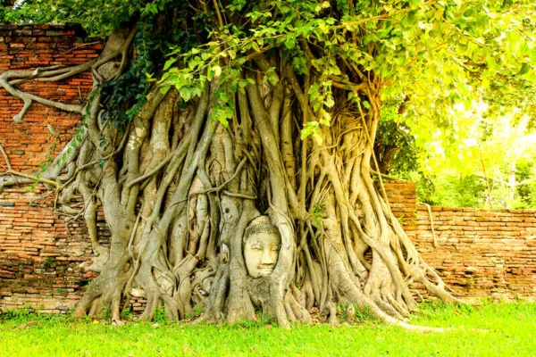 80 Ficus Religiosa Seeds Budha Peepal Sacred Fig A Meditation Tree Fresh - £7.88 GBP