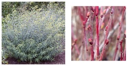 New! 2 Purple Pussy Willow Cuttings plants Purpurea nana Osier Blue Arctic Plant - £24.97 GBP