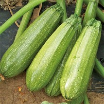 USA SELLER Grey Zucchini Squash Mexican Gray Calabacita Summer Courgette... - $11.95