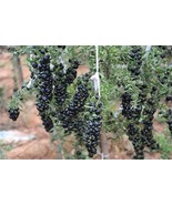 FMG Lycium Ruthenicum Black Goji Berry Shrub Seeds Fast Growing - €12,00 EUR
