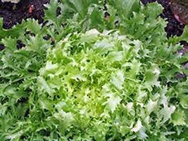 Lettuce, Endive Broadleaf Batavian, Heirloom, 100 Seeds, Tasty Lettuce - $2.98