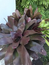 neoregelia  Burgundy TROPICAL Bromeliad  1 Pup LANDSCAPE PLANT GARDEN - $512.86 MXN