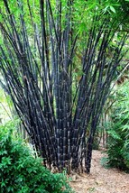 Fresh Garden 50 Tropical Black Bamboo Seeds Privacy Clumping Shade Screen 402 - £10.57 GBP