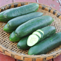 25 Seeds Poinsett 76 Cucumbers Planting Canning Pickling Garden Fresh USA Shippi - $9.89