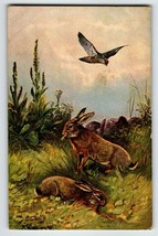 Hawk Hunting Rabbits Rustic Postcard Signed Muller Wildlife HKM 350 Germany - £13.59 GBP