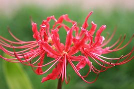 6 Lycoris radiata Bulbs. Red spider lily Bulbs, Free Phytosanitary certificates - £43.15 GBP