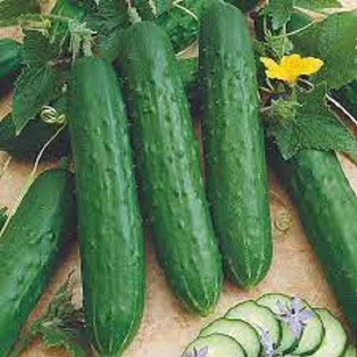 Exotic Premium Spacemaster Bush Cucumber Fresh Heirloom Seeds Great for ... - $3.09