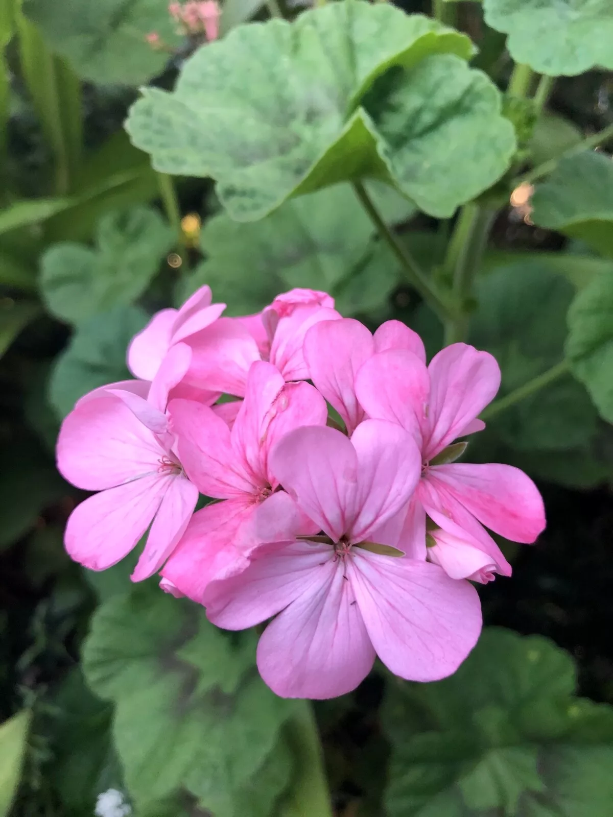 BUBBLEGUM PINK PELARGONIUM ZONAL GERANIUM FRESH LIVE PLANT 4 X 8&quot; CUTTINGS - $28.00