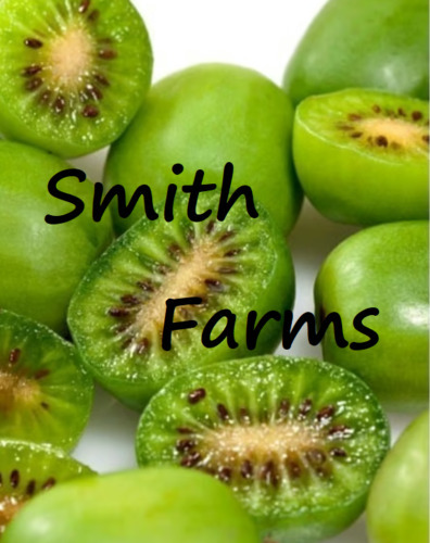 KBS 25 Seeds Green Kiwi Fruit Edible Food Juicy Home Garden  - $11.12