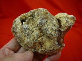 (k-2132) 130 g Rare Kauri tree Gum copal young Amber New Zealand Tane Ma... - $109.19