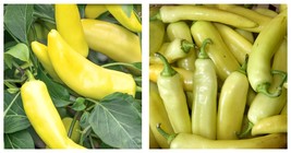 2.5&quot; Pot - Hungarian Hot Yellow Wax Pepper Plant - £29.56 GBP