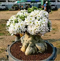 Beautiful Flower Adenium Obesum Bonsai seeds - £10.82 GBP