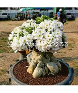 Beautiful Flower Adenium Obesum Bonsai seeds - $18.68 CAD