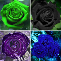 BELLFARM Mixed Rose 4 Types of Blue Black Purple Blue Rose Flowers 50 Seeds FRES - £2.94 GBP
