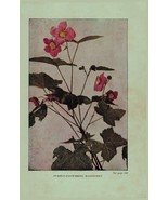 Vintage 1922 Print Raspberry Jewel Weed 2 Side Flowers You Should Know - $368.38 MXN