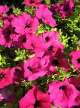 200 Pink Laura Bush Petunia Violacea Perennial Frilled Trumpet Flower Seeds - $13.60