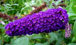 USA Dark Purple Butterfly Bush Buddleia Davidii Hummingbird Shrub 50 Seeds - £8.60 GBP
