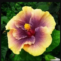 20 purple yellow hibiscus seeds flowers flower seed perennial bloom thumb200