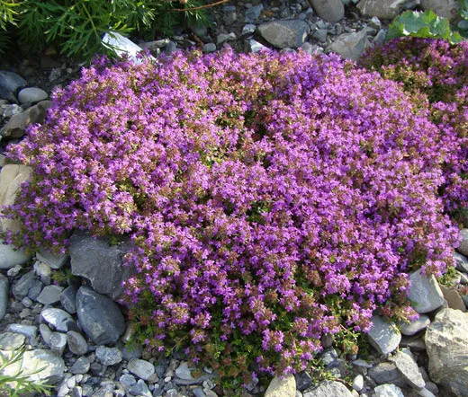 Creeping Thyme Ground Cover Thymus Serpyllum 35 000 Fresh Seeds - £47.94 GBP