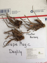 3 Grape Magic Daylily bulb/rhizomes image 2