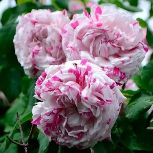 New Fresh 10 Double Pink White Rose Seeds Flower Bush Perennial Shrub - £9.04 GBP