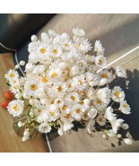 Dried Daisy Flowers Bouquet 200 Real Dry White Flowers with Stems 17&#39;&#39; G... - £26.98 GBP