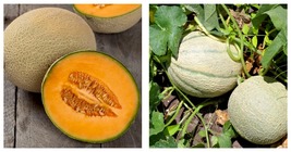Hales Best Jumbo Cantaloupe Seeds 200 fresh garden seeds - £15.17 GBP