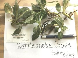 20 Rattlesnake Orchid root system perennial image 4