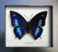 Deep Blue Anaea Cyanea Polygrapha Real Butterfly Entomology Collectible ... - £38.53 GBP