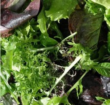 250 Seeds Of Lettuce Gourmet Salad Blend Red &amp; Green Cool Season Garden Usa Non G - £9.42 GBP