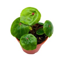 Begonia conchifolia VAR. rubrimacula Seashell Begonia 4 inch Rhizomatous Green R - £14.78 GBP