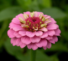 Fresh Shades Of Pink Zinnia 10 Seeds US Seller - $17.98