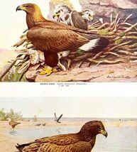 Golden Eagle Bald Eagle 1936 Bird Art Lithograph Color Plate Print DWU12D - $24.99