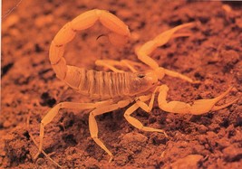 Giant Hairy Scorpion Unposted Vintage Postcard Petley Studios Phoenix - $14.84