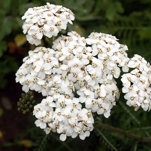 HGBO 500 White Yarrow Seeds Non GMO 1265 Bulk Seeds - £6.56 GBP