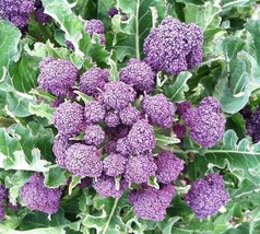 ArfanJaya 1500 Broccoli Seeds - Purple Sprouting Non-Gmo Heirloom  - £7.70 GBP