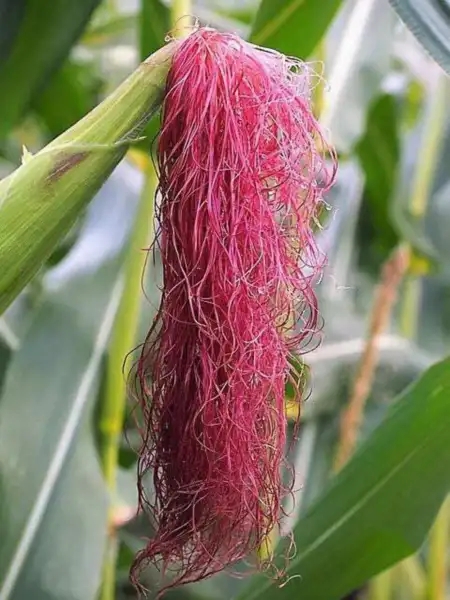 20 Wine Red Corn Zea Mays Dark Red Ornamental Edible Vegetable Fresh Seeds - £13.55 GBP