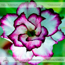 Fast Ship USA Seller 2 Seeds Adenium Obesum Doksawai Desert Rose Flower - £10.79 GBP