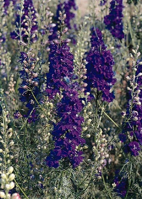 SMX Delphinium Larkspur Qis Series Dark Blue Annual Seeds Indoor Gardening - $26.42