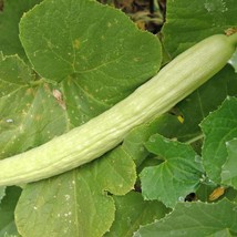 Grow In US Pale Armenian Cucumber Seeds 50+ Long Snake Serpent Vegetable - £6.88 GBP