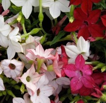 500 Seeds Tobacco Sensation Mix Jasmine Fragrant Flowers Nicotiana Grow Easy - £6.71 GBP