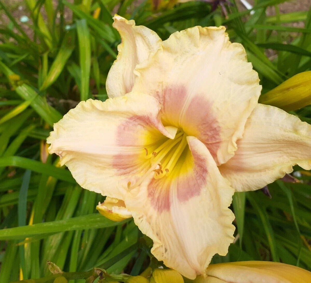 Hemerocallis daylily `when my sweetheart returns` 1 mature fans, bareroot - $22.86