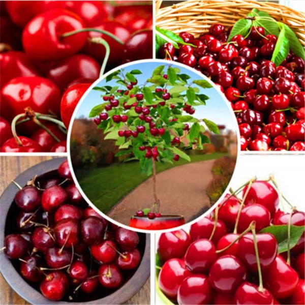 Cherry Tree Seeds Bing Favorite Amongst Cherry Trees Sweet Fruit 30 Seeds Fresh  - £16.83 GBP