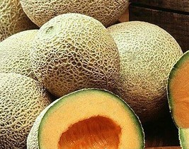 BPA Delicious 51 Cantaloupe Seeds 50 Melon Fruit Summer Gardening From US - £7.18 GBP
