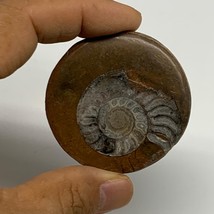 30.8g, 2&quot;x1.9&quot;x0.3&quot;, Goniatite (Button) Ammonite Polished Fossils , B30129 - £5.43 GBP