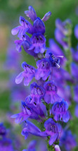 300 Blue Rocky Mountain Beardtongue Penstemon Strictus Flower   - £13.37 GBP
