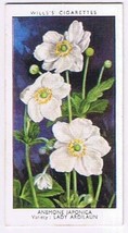 Wills Cigarette Card Garden Flowers #3 Anemone Japonica Lady Ardilaun - £0.76 GBP